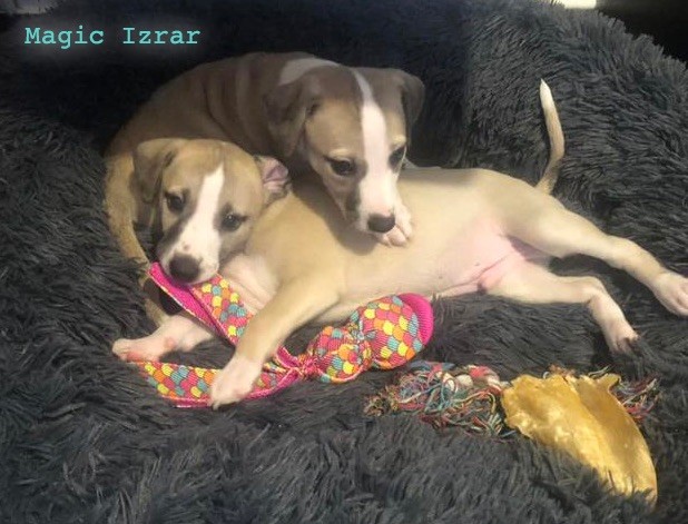 Chiot Whippet Magic Izrar